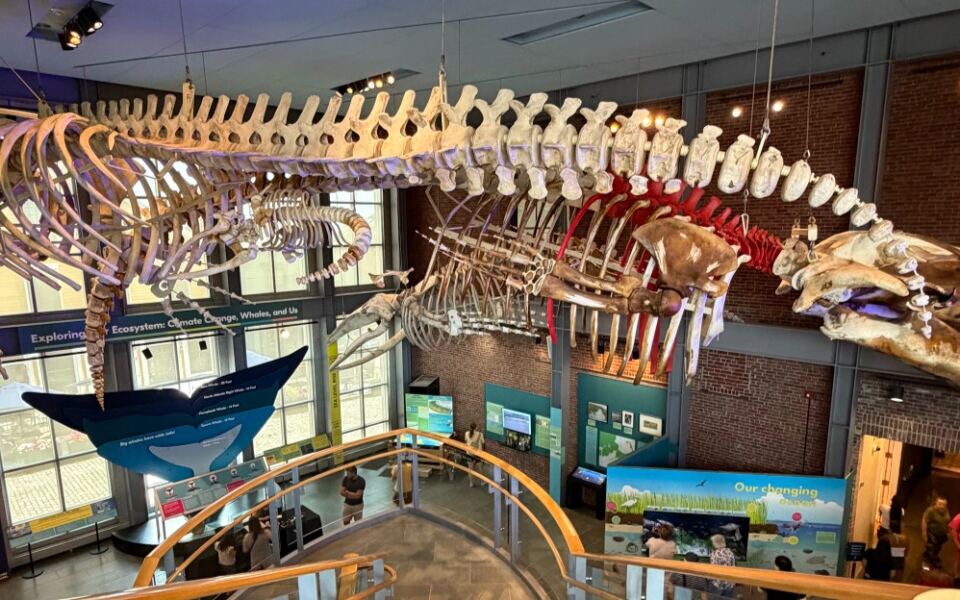 This South Coast Museum Hangs a Real Blue Whale Skeleton Right Above Your Head in New Bedford