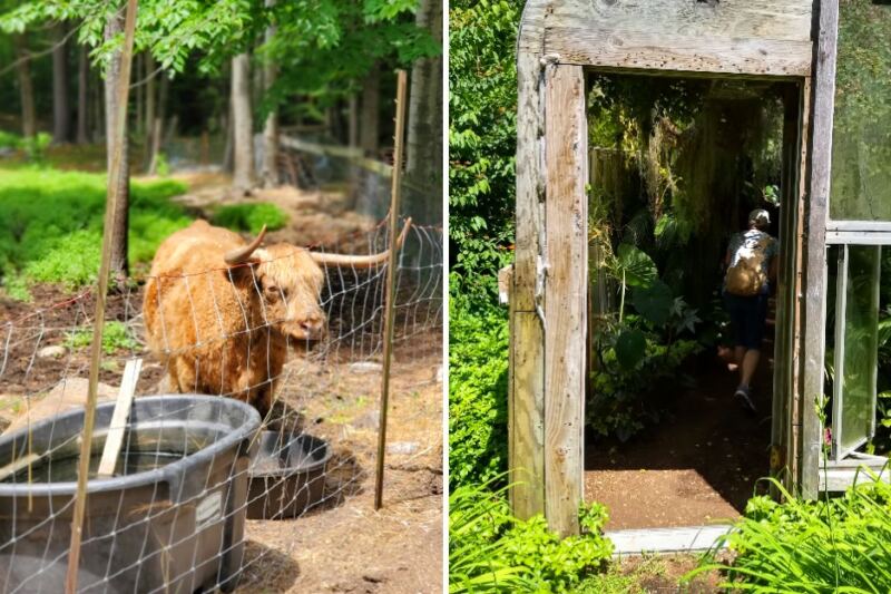 This New Hampshire Garden Has a Tropical Greenhouse and Friendly Animals
