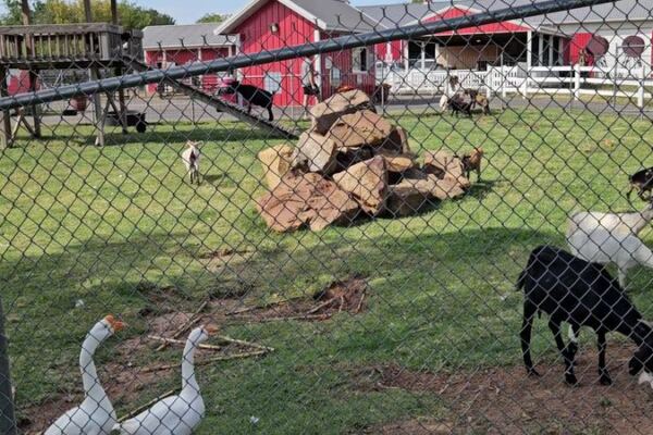 With Pony Rides, a Petting Zoo, and a Farm Train, This Oklahoma Family Farm Keeps Kids Busy for Hours