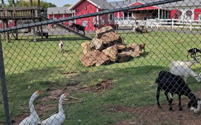 With Pony Rides, a Petting Zoo, and a Farm Train, This Oklahoma Family Farm Keeps Kids Busy for Hours