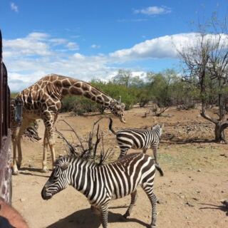 Feed Giraffes by Hand at Out of Africa Wildlife Park in Camp Verde, Arizona