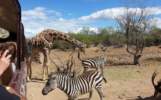 Feed Giraffes by Hand at Out of Africa Wildlife Park in Camp Verde, Arizona