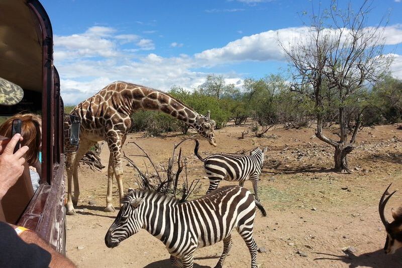 Feed Giraffes by Hand at Out of Africa Wildlife Park in Camp Verde, Arizona