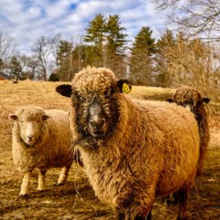 These 9 Massachusetts Farms Let Families Meet Farm Animals