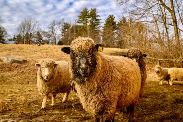 These 9 Massachusetts Farms Let Families Meet Farm Animals