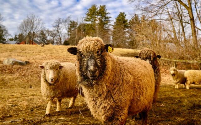 These 9 Massachusetts Farms Let Families Meet Farm Animals
