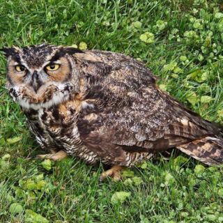 Rescued Owls and Hawks Stare Back From Just Feet Away at This Massachusetts Raptor Center
