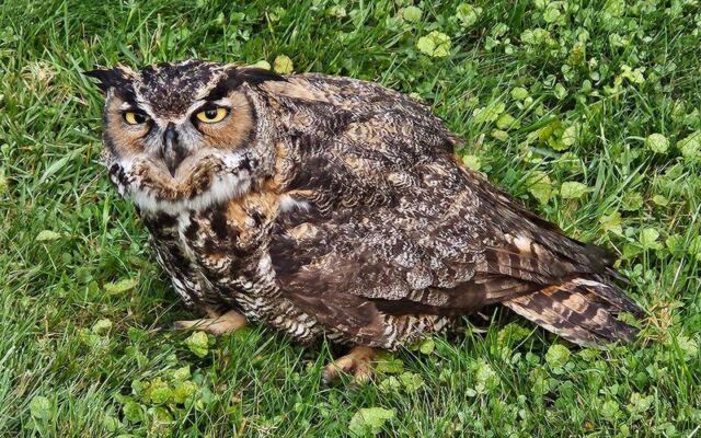 Rescued Owls and Hawks Stare Back From Just Feet Away at This Massachusetts Raptor Center