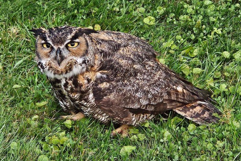 Rescued Owls and Hawks Stare Back From Just Feet Away at This Massachusetts Raptor Center