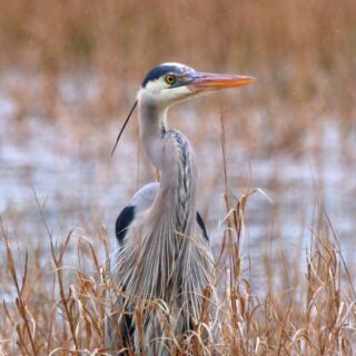 This Mississippi Wildlife Refuge Is The Last Place To See These Rare Cranes