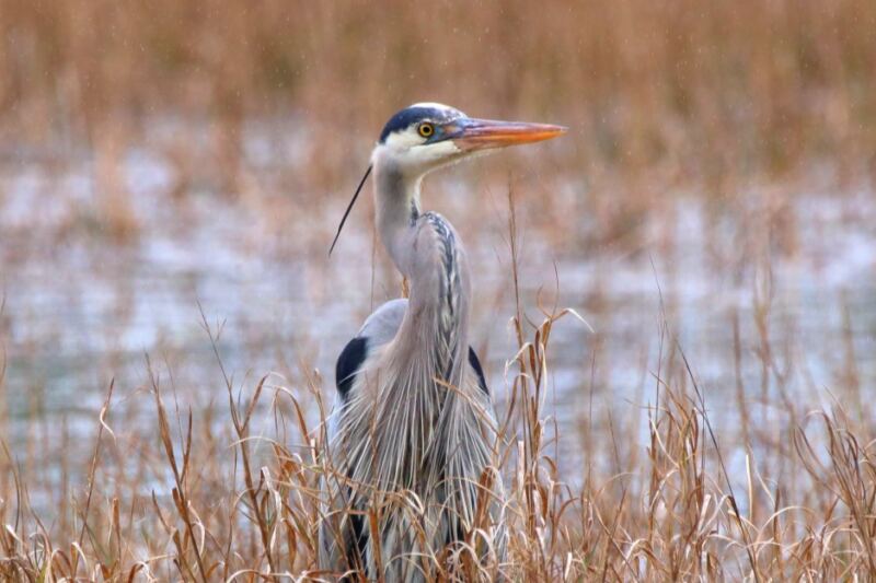 This Mississippi Wildlife Refuge Is The Last Place To See These Rare Cranes