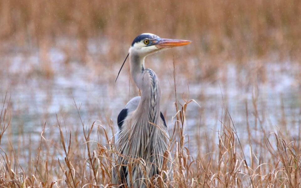 This Mississippi Wildlife Refuge Is The Last Place To See These Rare Cranes