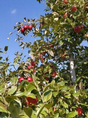 Pick Your Own Apples and Grab Warm Cider Donuts at These 7 Minnesota Orchards This Fall