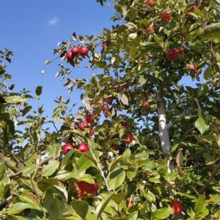 Pick Your Own Apples and Grab Warm Cider Donuts at These 7 Minnesota Orchards This Fall