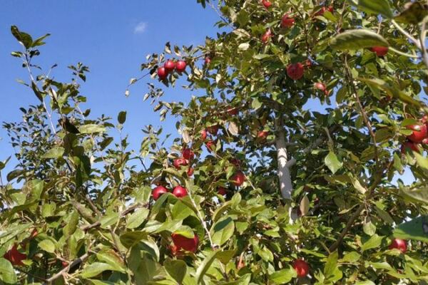 Pick Your Own Apples and Grab Warm Cider Donuts at These 7 Minnesota Orchards This Fall