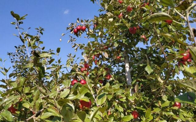 Pick Your Own Apples and Grab Warm Cider Donuts at These 7 Minnesota Orchards This Fall
