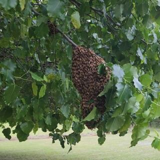 Buy Fresh Honey Straight From the Hive at This Family Bee Farm Outside Tulsa