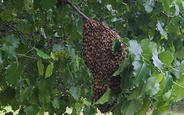 Buy Fresh Honey Straight From the Hive at This Family Bee Farm Outside Tulsa