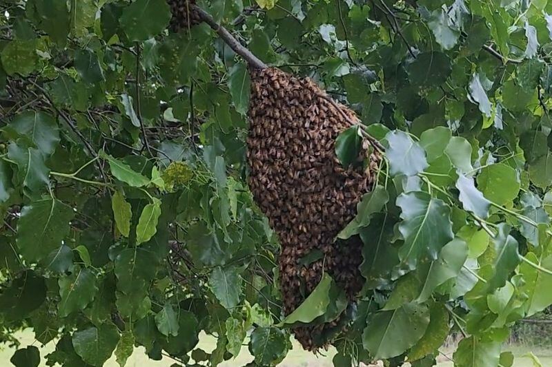 Buy Fresh Honey Straight From the Hive at This Family Bee Farm Outside Tulsa