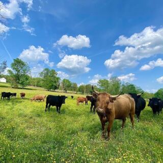 These North Carolina Farms Sell Beef Straight From the Pasture, So Your Grocery Run Becomes a Country Drive
