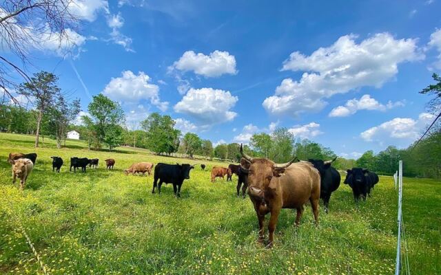 These North Carolina Farms Sell Beef Straight From the Pasture, So Your Grocery Run Becomes a Country Drive