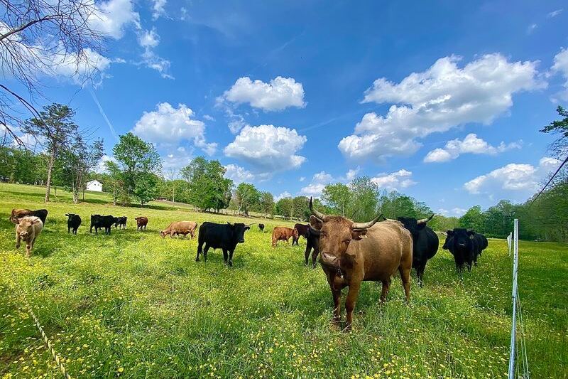 These North Carolina Farms Sell Beef Straight From the Pasture, So Your Grocery Run Becomes a Country Drive