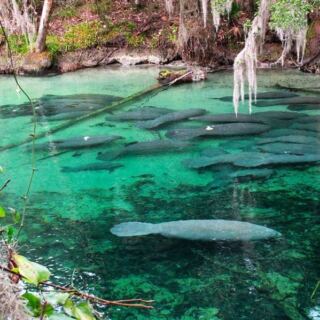 Gone Are the Big Crowds at Blue Spring State Park in Orange City, Florida, but the Manatees Are Just Arriving