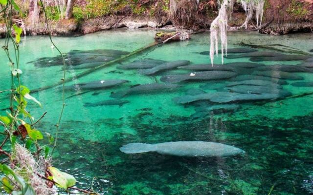 Gone Are the Big Crowds at Blue Spring State Park in Orange City, Florida, but the Manatees Are Just Arriving