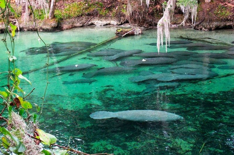 Gone Are the Big Crowds at Blue Spring State Park in Orange City, Florida, but the Manatees Are Just Arriving