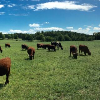 Skip the Supermarket and Buy Beef From the Farmers Who Raise It at These 9 Massachusetts Farms