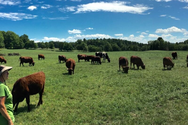 Skip the Supermarket and Buy Beef From the Farmers Who Raise It at These 9 Massachusetts Farms