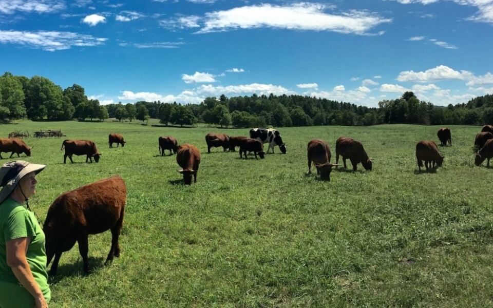 Skip the Supermarket and Buy Beef From the Farmers Who Raise It at These 9 Massachusetts Farms