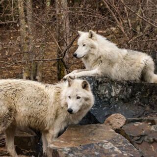 Over 300 Wolves Have Been Studied At This Northwoods Center In Ely, Minnesota, And You Watch Them Live