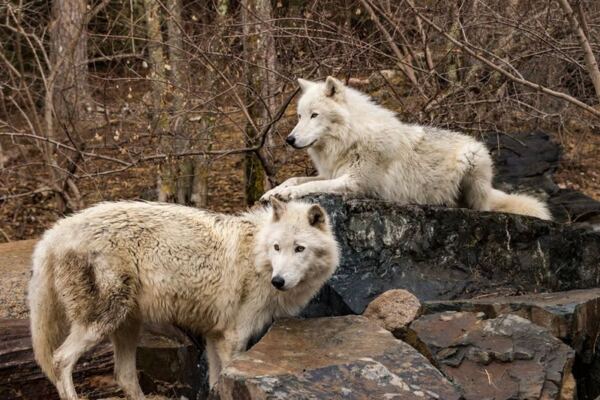 Over 300 Wolves Have Been Studied At This Northwoods Center In Ely, Minnesota, And You Watch Them Live