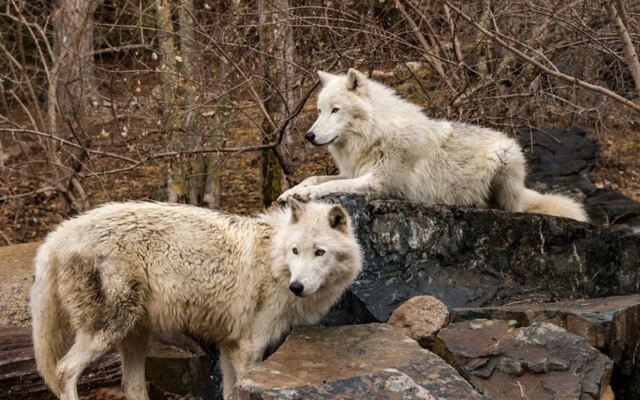 Over 300 Wolves Have Been Studied At This Northwoods Center In Ely, Minnesota, And You Watch Them Live