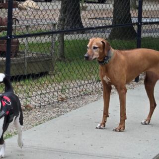 Leashes Come Off at These 9 Massachusetts Trails and Parks Where Dogs Roam Free All Fall
