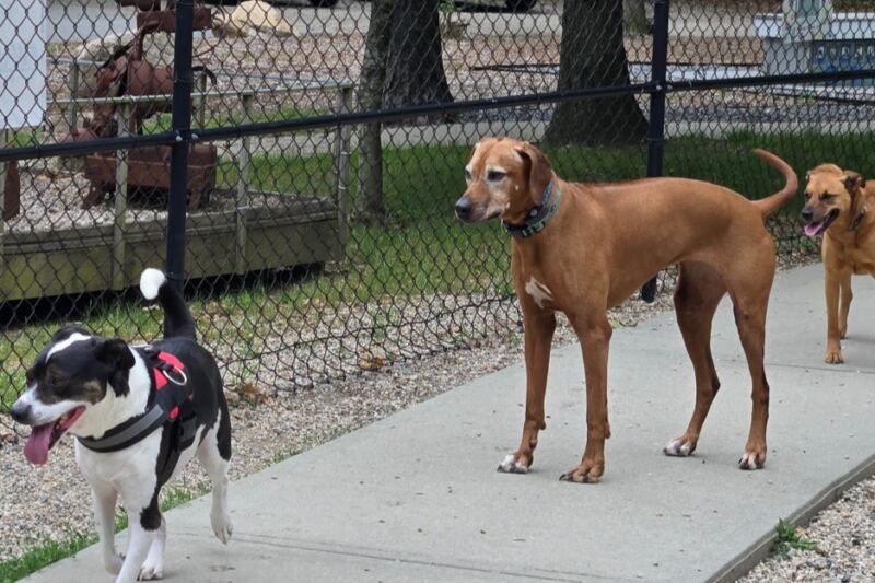 Leashes Come Off at These 9 Massachusetts Trails and Parks Where Dogs Roam Free All Fall
