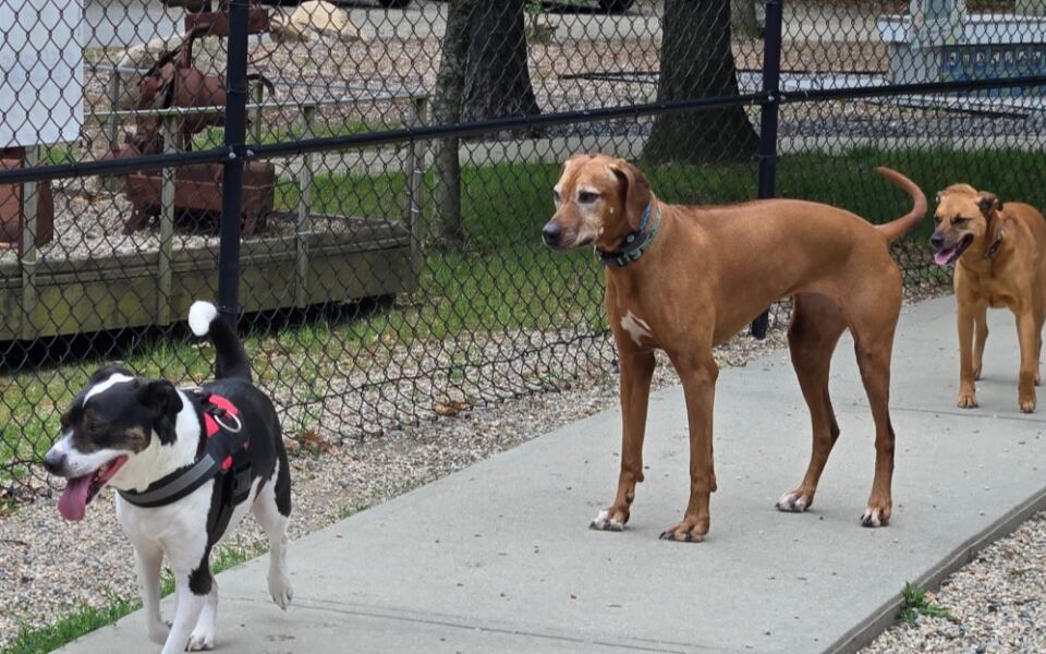 Leashes Come Off at These 9 Massachusetts Trails and Parks Where Dogs Roam Free All Fall