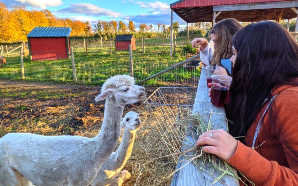 This Michigan Apple Farm Ranked Among America’s Best, and Its Donuts Are Only the Beginning