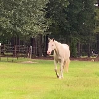 This Mississippi Farm Store Hosts A Monthly Swap With Animals And Plants