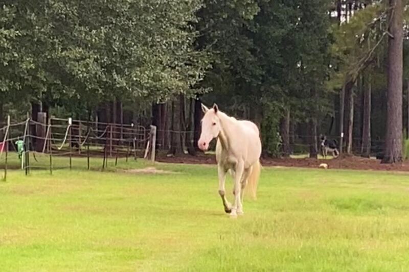 This Mississippi Farm Store Hosts A Monthly Swap With Animals And Plants