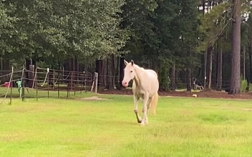 This Mississippi Farm Store Hosts A Monthly Swap With Animals And Plants