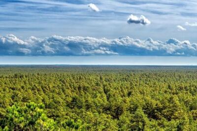 New Jersey’s Pine Barrens Has an Underground ‘Ocean’ Holding 17 Trillion Gallons