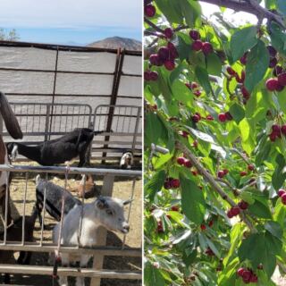 This New Mexico Orchard Has Cherries So Good Families Fill Buckets, Plus a Petting Zoo
