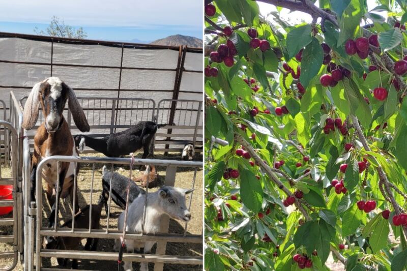 This New Mexico Orchard Has Cherries So Good Families Fill Buckets, Plus a Petting Zoo