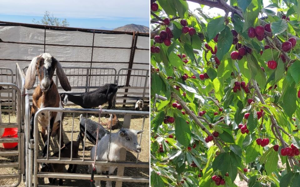 This New Mexico Orchard Has Cherries So Good Families Fill Buckets, Plus a Petting Zoo