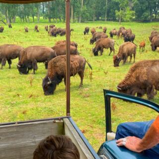 From Wagon Rides to Bison Trains, 12 Ranches Worth Visiting