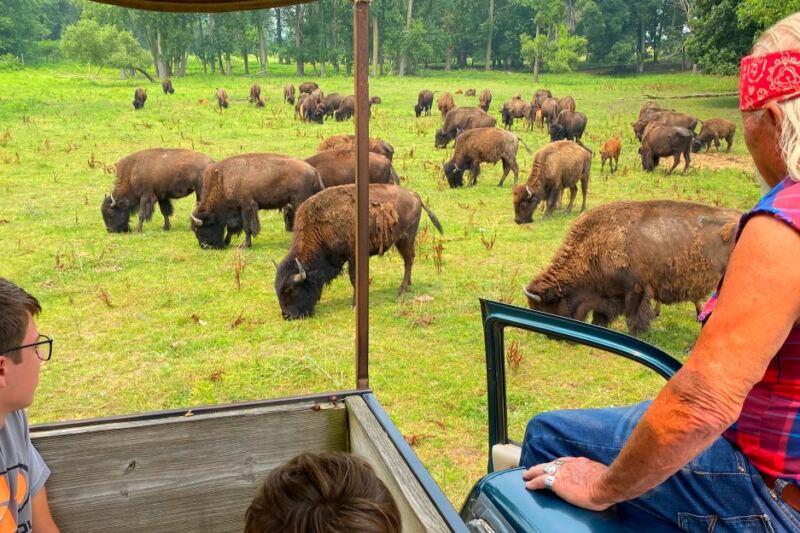 From Wagon Rides to Bison Trains, 12 Ranches Worth Visiting