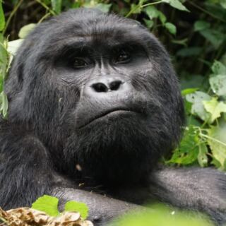 15 UNESCO World Heritage Sites for Nature and Wildlife Lovers