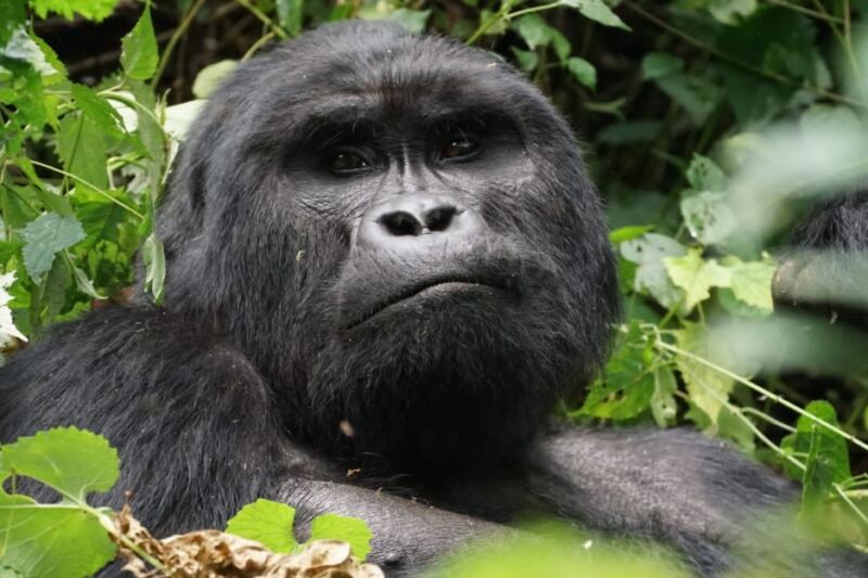 15 UNESCO World Heritage Sites for Nature and Wildlife Lovers